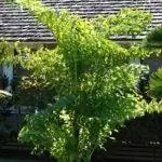 Caryota mitis - многоцветковая пальма.