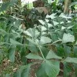 Листья caryota mitis зеленые.