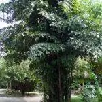 Caryota mitis - многоцветковая пальма.