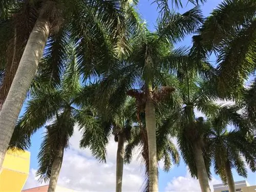 Roystonea regia - большая пальма.