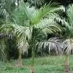 Молодой экземпляр Archontophoenix maxima