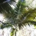 Корона листьев Archontophoenix maxima