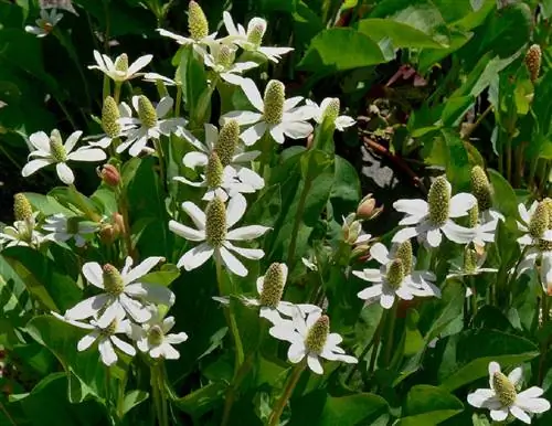 Прирученная трава анемопсиса калифорнийского