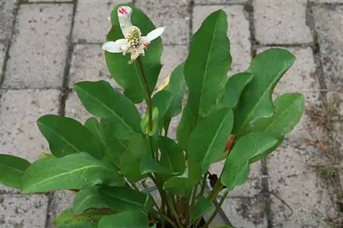 анемопсис калифорнийский