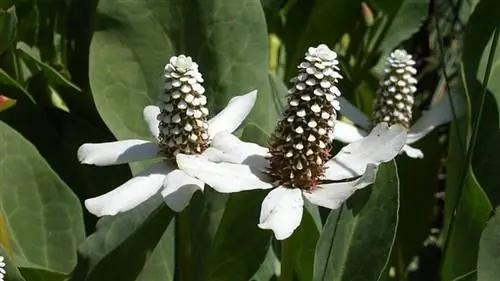 трава кротких