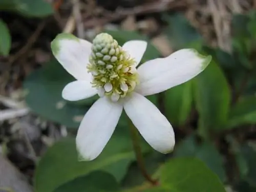 кроткие листья травы