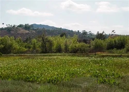поле анемопсиса калифорнийского