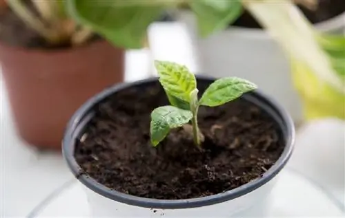 как посадить мушмулу в горшок