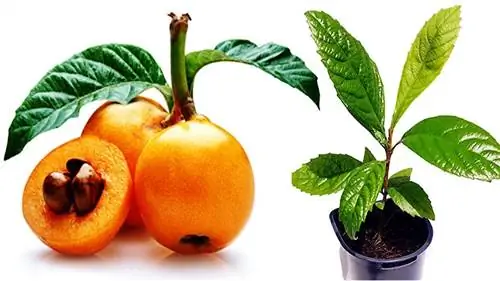 мушмула прорастание