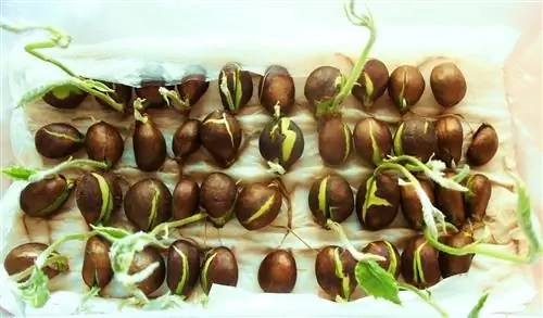 Как посадить мушмулу