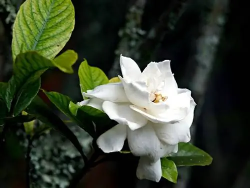 Гардения - неприхотливое в уходе растение.