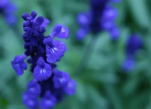 Цветок шалфея мучнистого