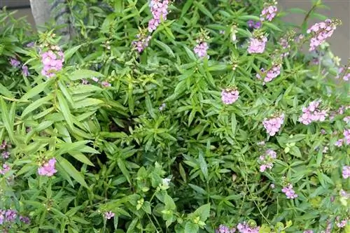 Ангелония узколистная цветет весной