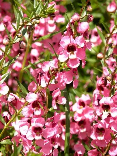 Ангелония узколистная - многолетнее травянистое растение.