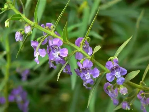 Ангелония узколистная (Angelonia angustifolia)
