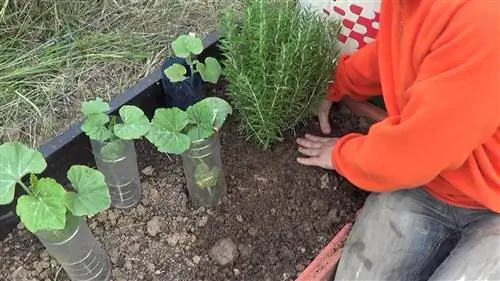 пересадка розмарина