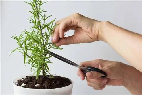 уход за розмарином