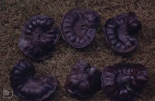 Научное название дерева Гуанакасте - Enterolobium cyclocarpum.