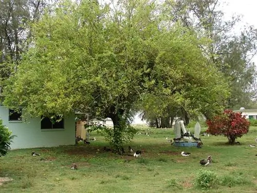 Шелковица - лиственное дерево среднего размера.