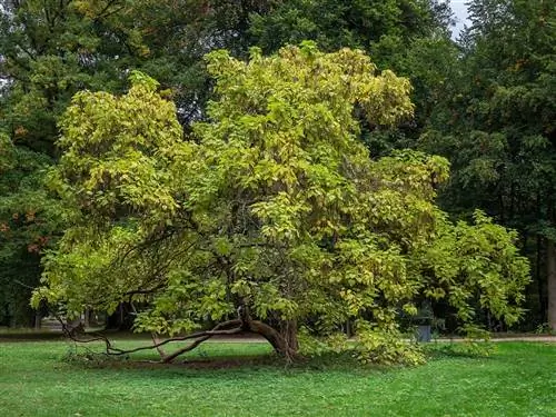 Катальпа - лиственное дерево