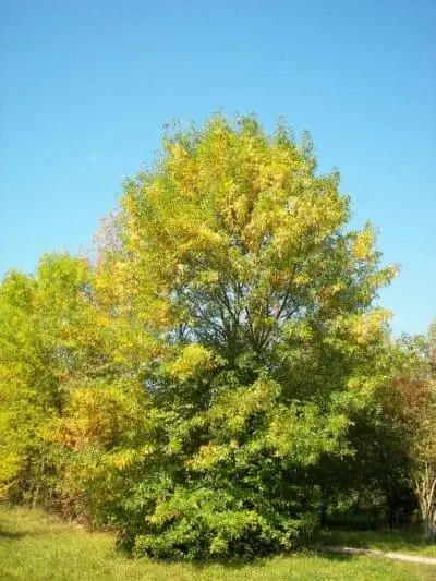 Fraxinus ornus - лиственное дерево.