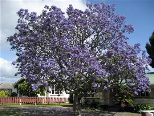 Jacaranda mimosifolia, дерево, устойчивое к холоду