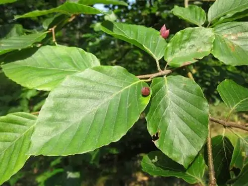 Листья Fagus sylvatica опадающие.