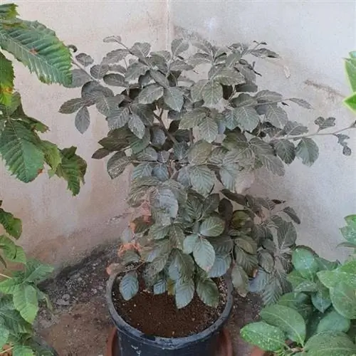 Вид Fagus sylvatica 'Atropurpurea'