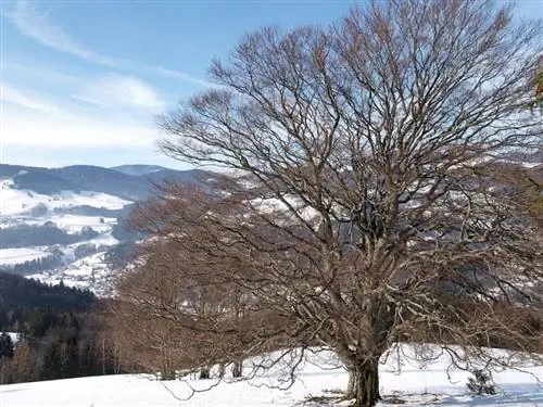 У бука зимой нет листьев