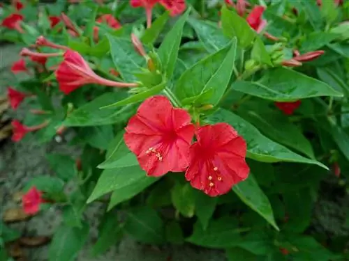 Мирабилис халапа - многолетнее травянистое растение.