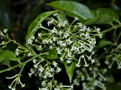 Cestrum nocturnum - кустарник с ночными цветами.