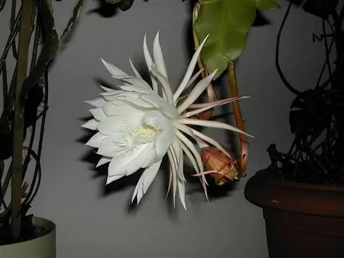 Selenicereus grandiflorus - эпифитный кактус с ночными цветками.