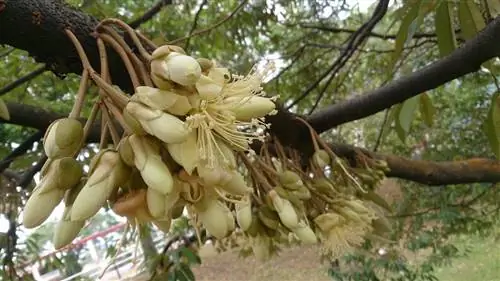 Цветки дуриана белые.