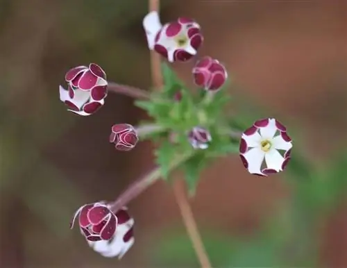 Zaluzianskya capensis - многолетнее травянистое растение.