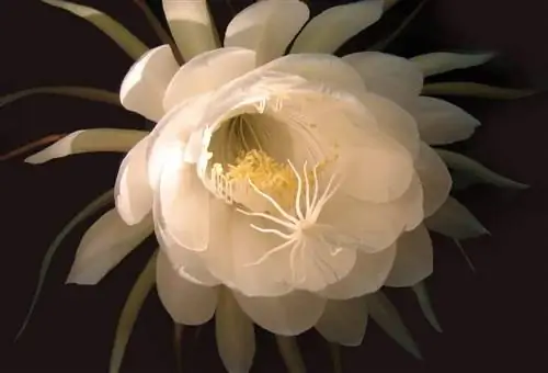 Эпифиллум кактус относится к эпифитным растениям.