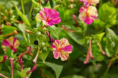 Слава ночью - маленькая трава