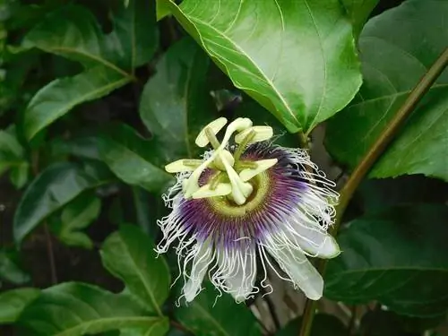Passiflora edulis - многолетняя лиана.