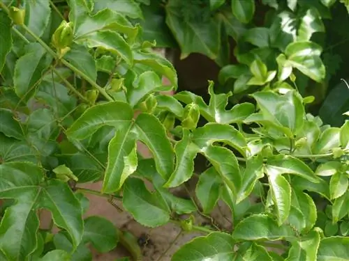 Маракуйя - нетребовательная лиана