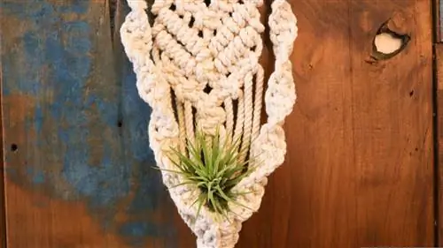 висячий тилландсия