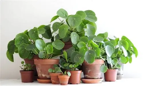 Китайское денежное растение (Pilea peperomioides)