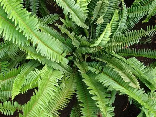 Nephrolepis cordifolia - это зеленое растение, которое поглощает влагу из окружающей среды, а также отличается долговечностью.
