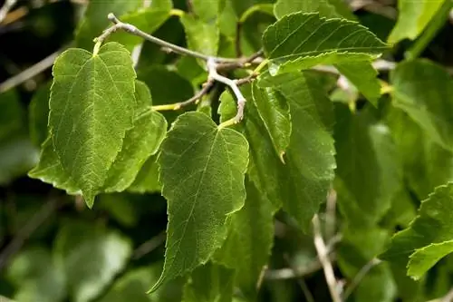 Morus microphylla - листопадное дерево.
