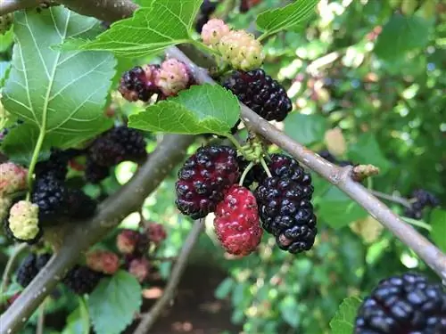 Morus rubra - дерево
