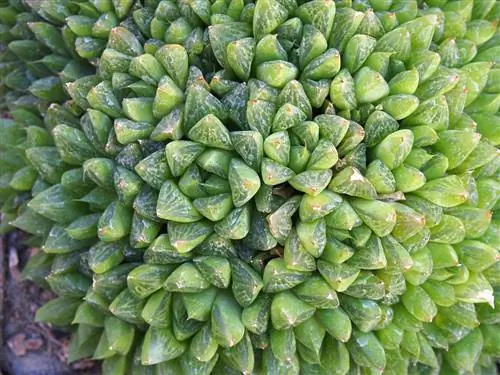 Розетка Haworthia cymbiformis