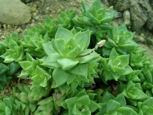 Haworthia cymbiformis с цветком
