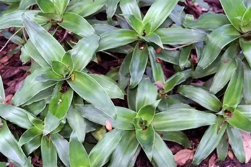 Callisia fragrans - небольшое растение.
