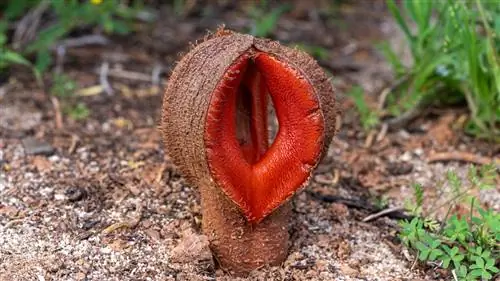 Лепестки Hydnora africana United Curiosities.com