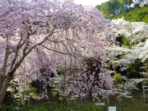Prunus yedoensis имеет розовые цветки.
