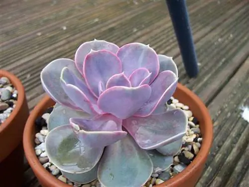 Echeveria Perle von Nurnberg маленькая