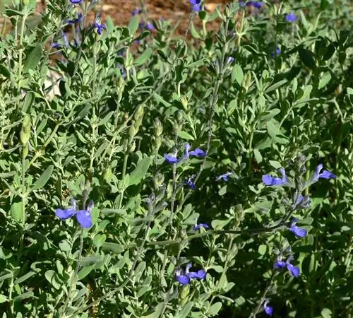 Salvia chamedryoides многолетнее растение